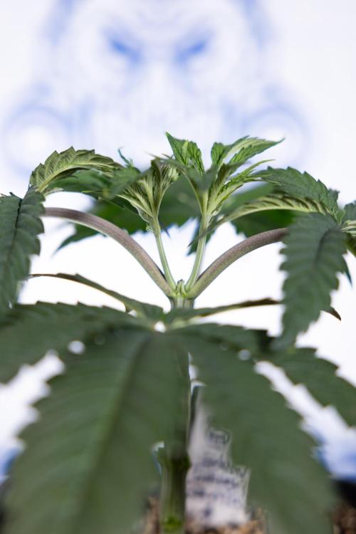 Lemon Cherry Gelato #1 - Zamnesia x B&B. Week 3