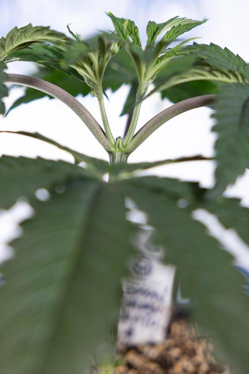 Lemon Cherry Gelato #1 - Zamnesia x B&B. Week 3