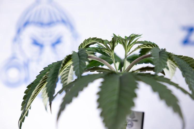 Lemon Cherry Gelato #1 - Zamnesia x B&B. Week 3