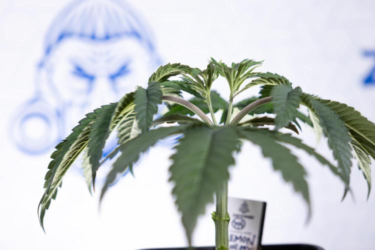 Lemon Cherry Gelato #1 - Zamnesia x B&B. Week 3