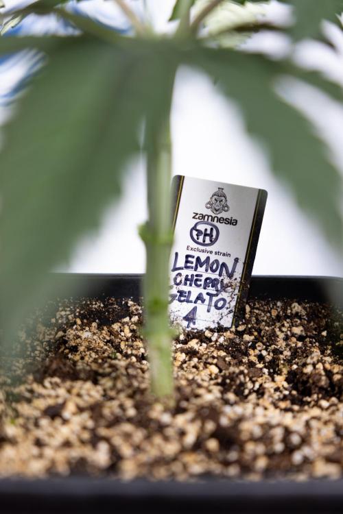 Lemon Cherry Gelato #1 - Zamnesia x B&B. Week 3