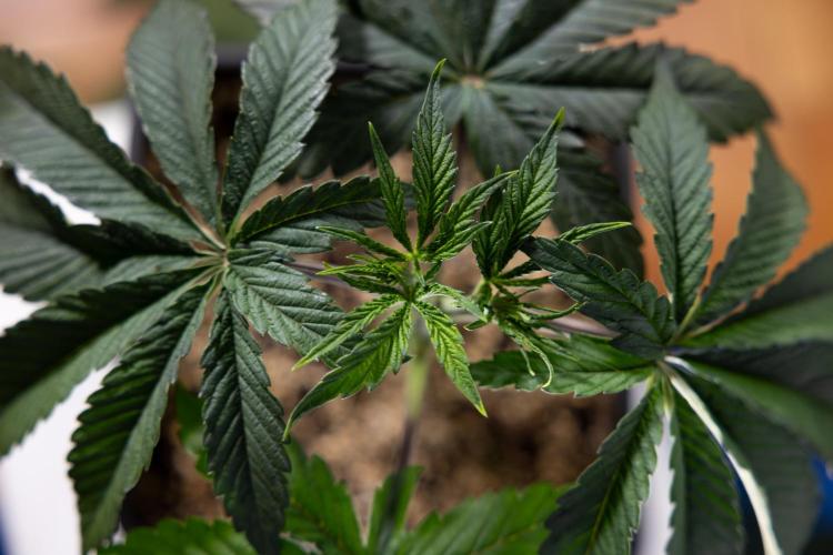 Lemon Cherry Gelato #1 - Zamnesia x B&B. Week 3