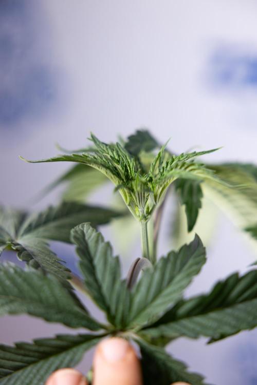 Lemon Cherry Gelato #1 - Zamnesia x B&B. Week 3