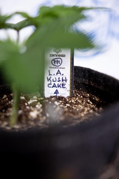 L.A. Kush Cake #3 - Zamnesia x B&B. Week 3 - LA Kush Cake #3 - Week 3/4 - Topping / Mainfolding