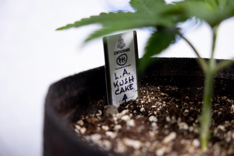 L.A. Kush Cake #3 - Zamnesia x B&B. Week 3 - LA Kush Cake #3 - Week 3/4 - Topping / Mainfolding