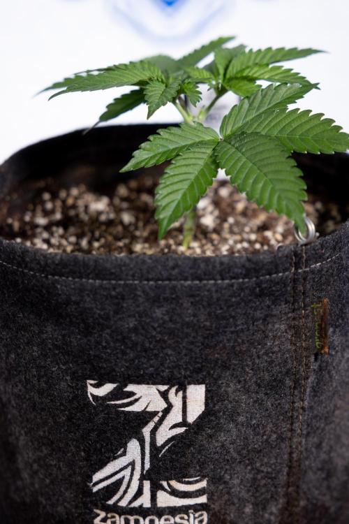 L.A. Kush Cake #3 - Zamnesia x B&B. Week 3 - LA Kush Cake #3 - Week 3/4 - Topping / Mainfolding