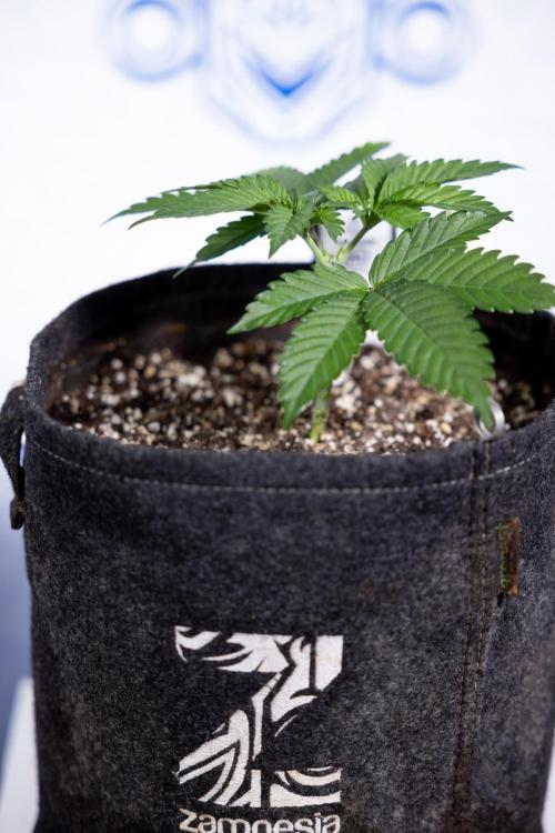 L.A. Kush Cake #3 - Zamnesia x B&B. Week 3 - LA Kush Cake #3 - Week 3/4 - Topping / Mainfolding