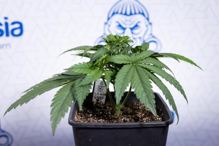 L.A. KUSH Cake #2 - Zamnesia x B&B. Week 3 - LA Kush Cake #2 - Week 3/4 - Fimming