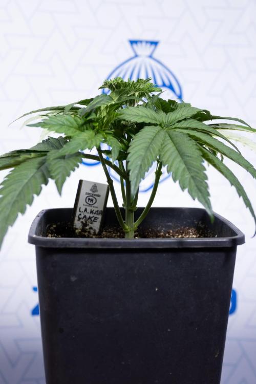 L.A. KUSH Cake #2 - Zamnesia x B&B. Week 3 - LA Kush Cake #2 - Week 3/4 - Fimming