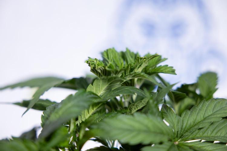 L.A. KUSH Cake #2 - Zamnesia x B&B. Week 3 - LA Kush Cake #2 - Week 3/4 - Fimming