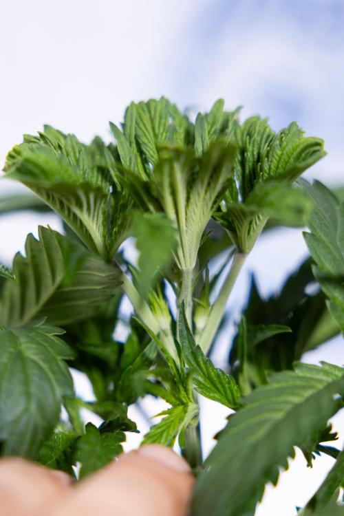 L.A. KUSH Cake #2 - Zamnesia x B&B. Week 3 - LA Kush Cake #2 - Week 3/4 - Fimming