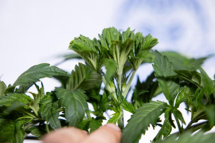 L.A. KUSH Cake #2 - Zamnesia x B&B. Week 3 - LA Kush Cake #2 - Week 3/4 - Fimming