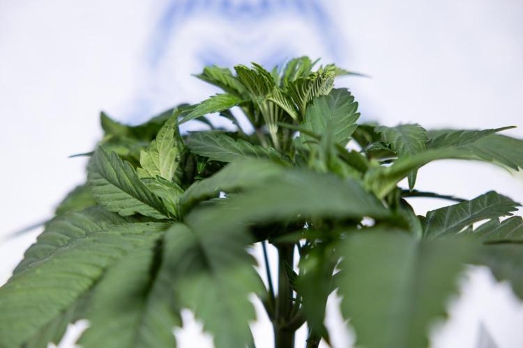 L.A. KUSH Cake #2 - Zamnesia x B&B. Week 3 - LA Kush Cake #2 - Week 3/4 - Fimming