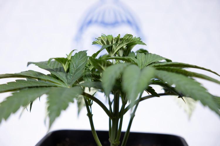 L.A. KUSH Cake #2 - Zamnesia x B&B. Week 3 - LA Kush Cake #2 - Week 3/4 - Fimming