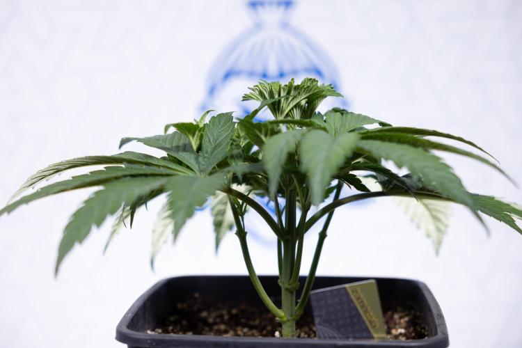 L.A. KUSH Cake #2 - Zamnesia x B&B. Week 3 - LA Kush Cake #2 - Week 3/4 - Fimming