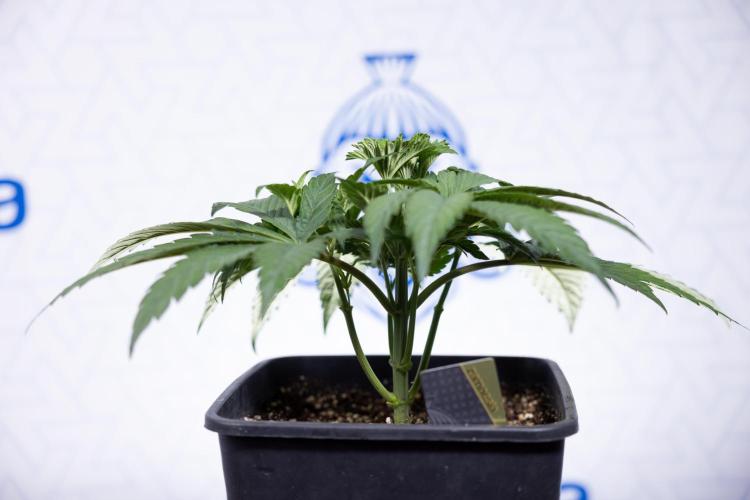 L.A. KUSH Cake #2 - Zamnesia x B&B. Week 3 - LA Kush Cake #2 - Week 3/4 - Fimming