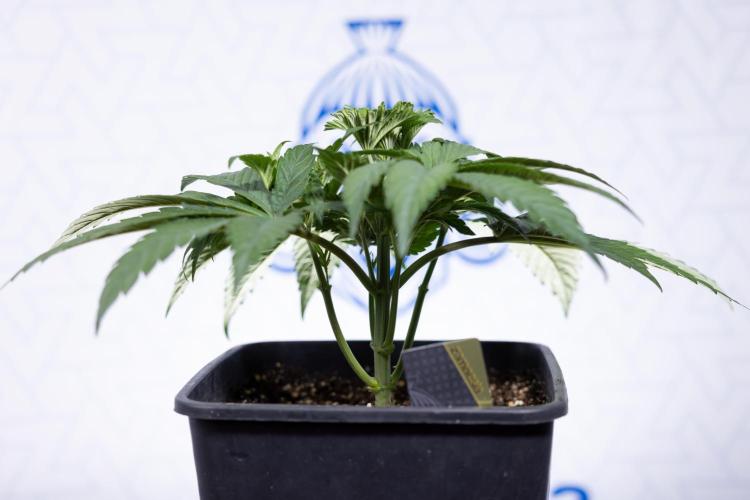 L.A. KUSH Cake #2 - Zamnesia x B&B. Week 3 - LA Kush Cake #2 - Week 3/4 - Fimming