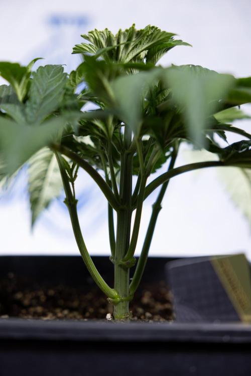 L.A. KUSH Cake #2 - Zamnesia x B&B. Week 3 - LA Kush Cake #2 - Week 3/4 - Fimming