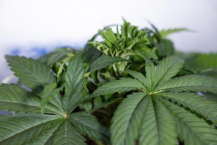 L.A. KUSH Cake #2 - Zamnesia x B&B. Week 3 - LA Kush Cake #2 - Week 3/4 - Fimming