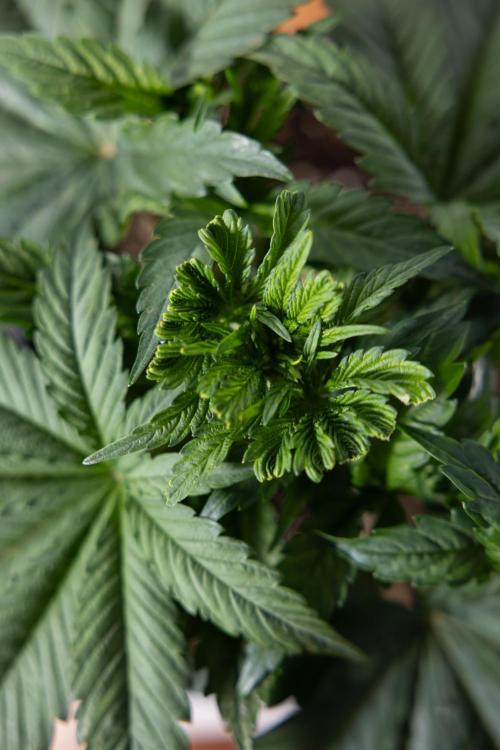 L.A. KUSH Cake #2 - Zamnesia x B&B. Week 3 - LA Kush Cake #2 - Week 3/4 - Fimming