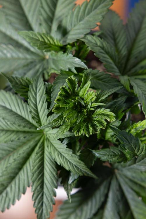 L.A. KUSH Cake #2 - Zamnesia x B&B. Week 3 - LA Kush Cake #2 - Week 3/4 - Fimming