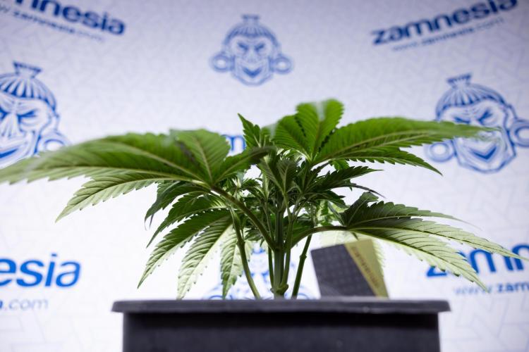 L.A. KUSH Cake #2 - Zamnesia x B&B. Week 3 - LA Kush Cake #2 - Week 3/4 - Fimming