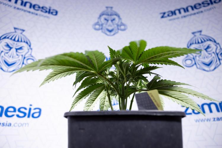 L.A. KUSH Cake #2 - Zamnesia x B&B. Week 3 - LA Kush Cake #2 - Week 3/4 - Fimming