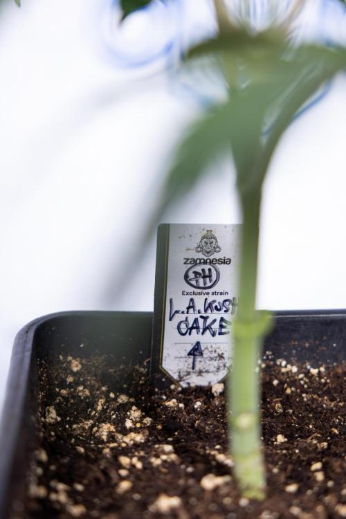 L.A. KUSH Cake #1 - Zamnesia x B&B. Week 3 - LA Kush Cake #1 - Veg - Week 3/4 - Topping / Mainfolding