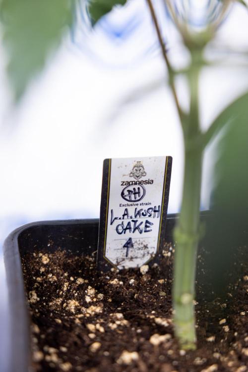 L.A. KUSH Cake #1 - Zamnesia x B&B. Week 3 - LA Kush Cake #1 - Veg - Week 3/4 - Topping / Mainfolding