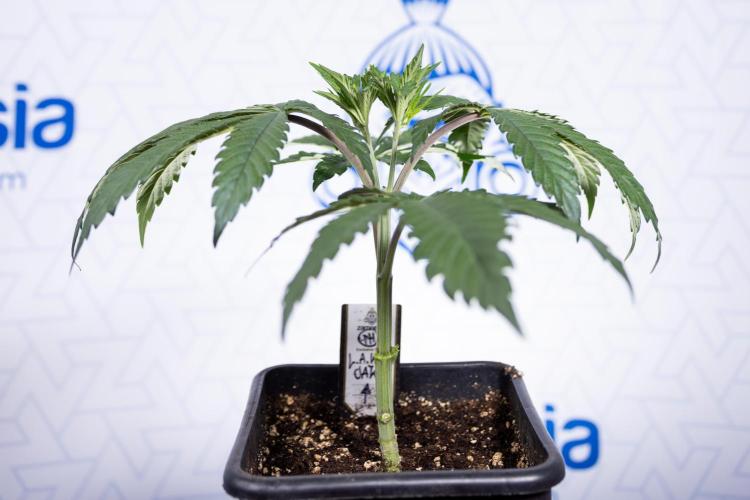 L.A. KUSH Cake #1 - Zamnesia x B&B. Week 3 - LA Kush Cake #1 - Veg - Week 3/4 - Topping / Mainfolding