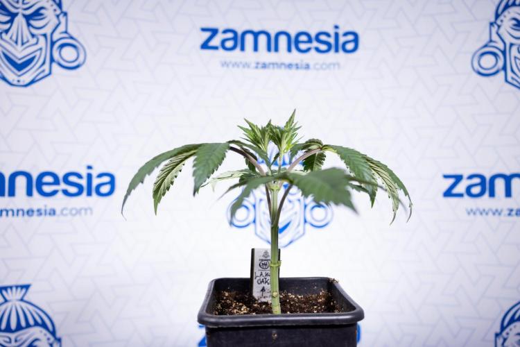 L.A. KUSH Cake #1 - Zamnesia x B&B. Week 3 - LA Kush Cake #1 - Veg - Week 3/4 - Topping / Mainfolding