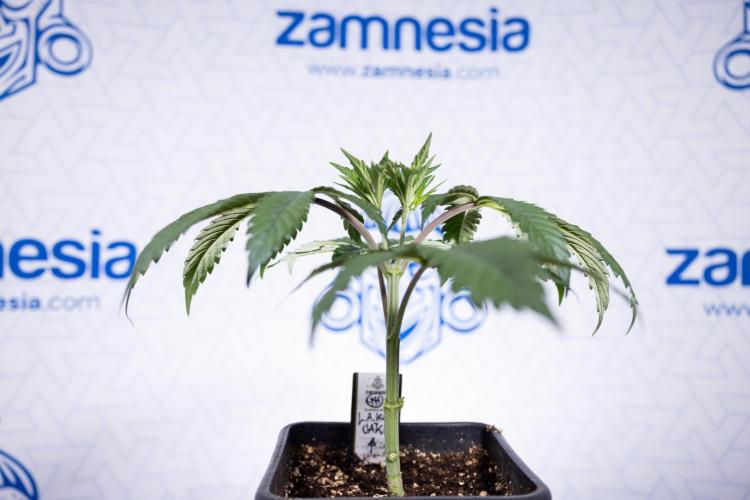 L.A. KUSH Cake #1 - Zamnesia x B&B. Week 3 - LA Kush Cake #1 - Veg - Week 3/4 - Topping / Mainfolding