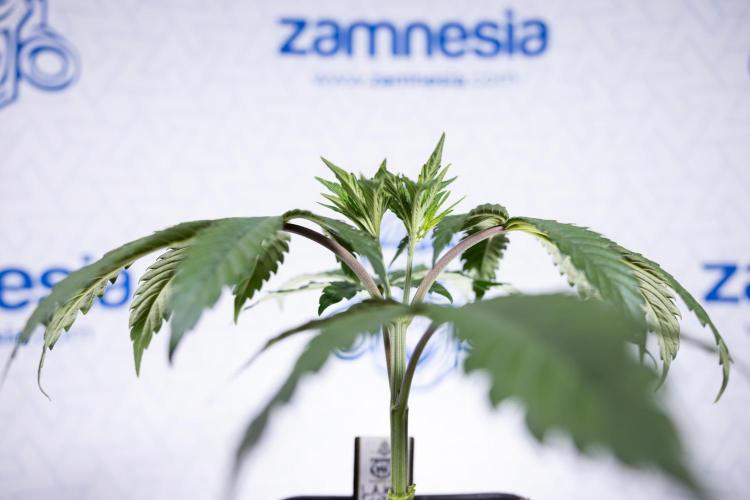 L.A. KUSH Cake #1 - Zamnesia x B&B. Week 3 - LA Kush Cake #1 - Veg - Week 3/4 - Topping / Mainfolding