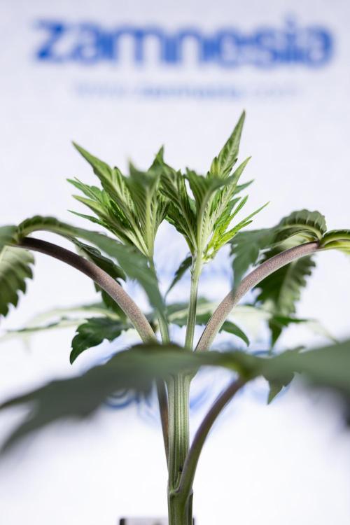 L.A. KUSH Cake #1 - Zamnesia x B&B. Week 3 - LA Kush Cake #1 - Veg - Week 3/4 - Topping / Mainfolding