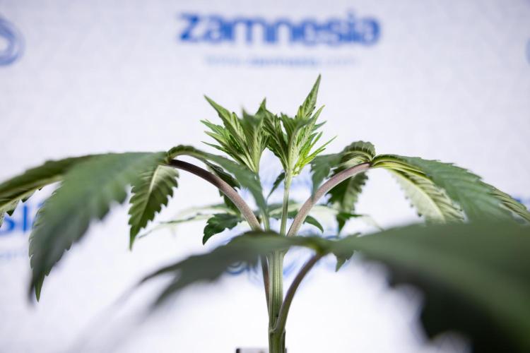 L.A. KUSH Cake #1 - Zamnesia x B&B. Week 3 - LA Kush Cake #1 - Veg - Week 3/4 - Topping / Mainfolding