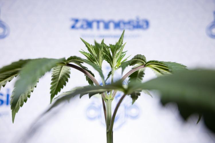 L.A. KUSH Cake #1 - Zamnesia x B&B. Week 3 - LA Kush Cake #1 - Veg - Week 3/4 - Topping / Mainfolding