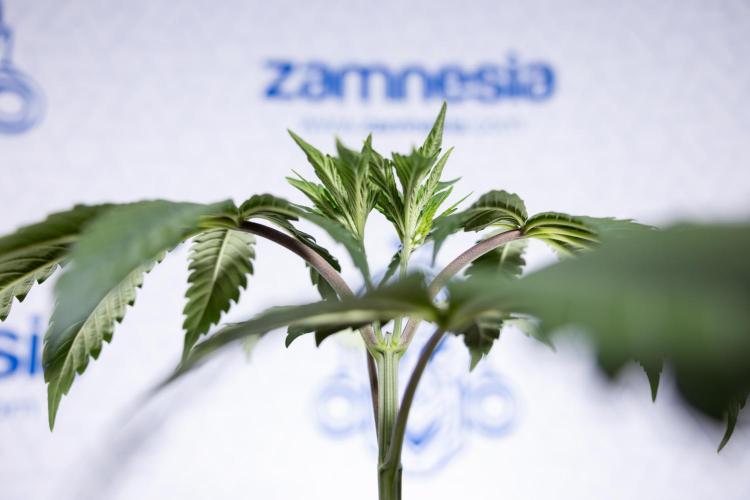 L.A. KUSH Cake #1 - Zamnesia x B&B. Week 3 - LA Kush Cake #1 - Veg - Week 3/4 - Topping / Mainfolding