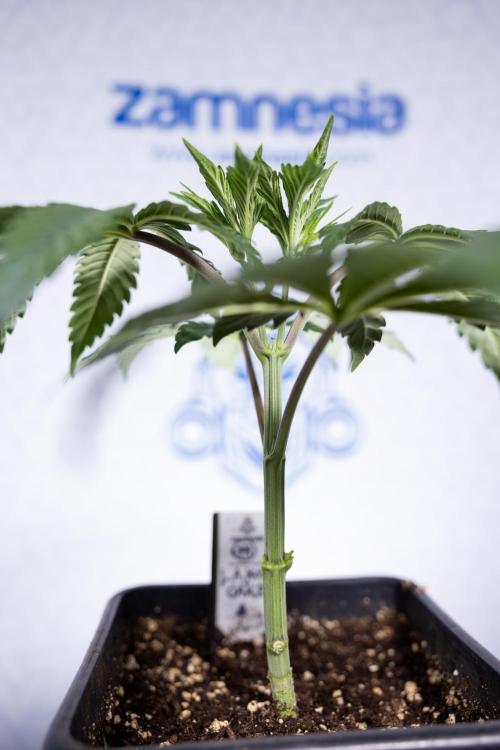 L.A. KUSH Cake #1 - Zamnesia x B&B. Week 3 - LA Kush Cake #1 - Veg - Week 3/4 - Topping / Mainfolding