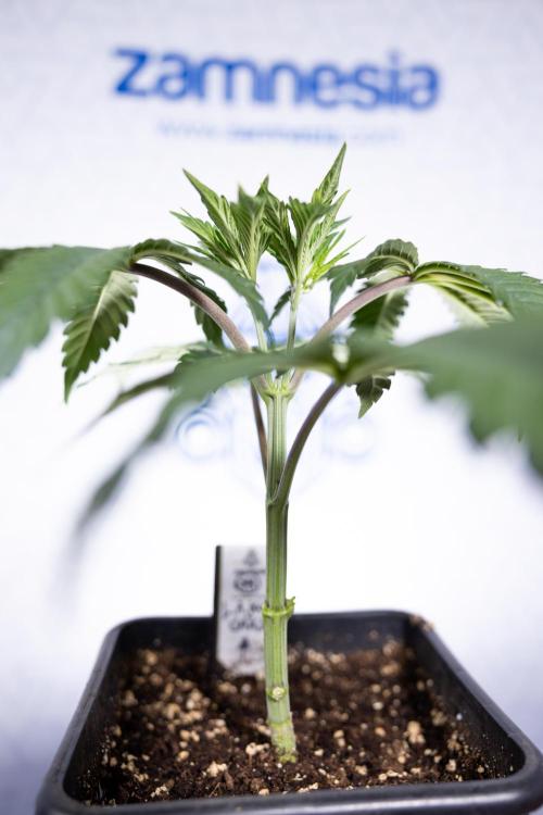 L.A. KUSH Cake #1 - Zamnesia x B&B. Week 3 - LA Kush Cake #1 - Veg - Week 3/4 - Topping / Mainfolding