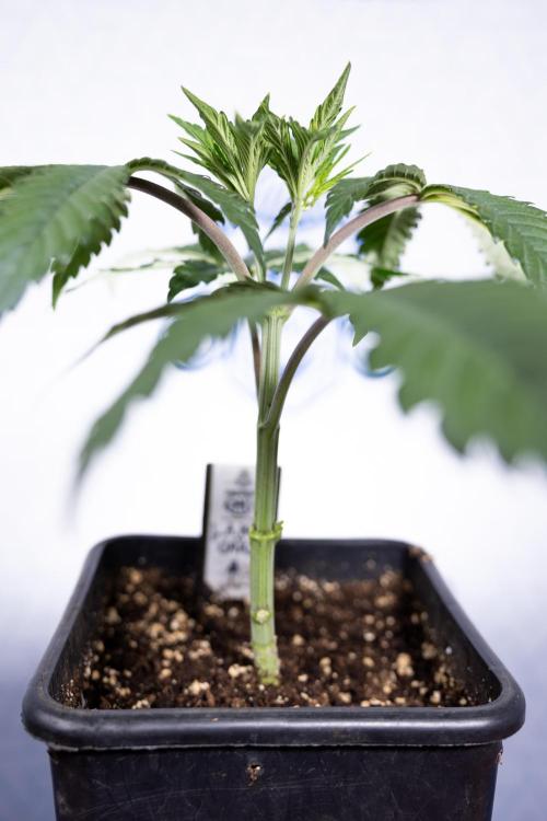 L.A. KUSH Cake #1 - Zamnesia x B&B. Week 3 - LA Kush Cake #1 - Veg - Week 3/4 - Topping / Mainfolding