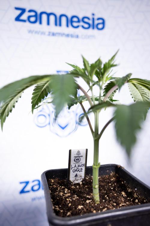 L.A. KUSH Cake #1 - Zamnesia x B&B. Week 3 - LA Kush Cake #1 - Veg - Week 3/4 - Topping / Mainfolding
