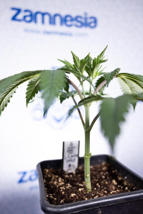 L.A. KUSH Cake #1 - Zamnesia x B&B. Week 3 - LA Kush Cake #1 - Veg - Week 3/4 - Topping / Mainfolding