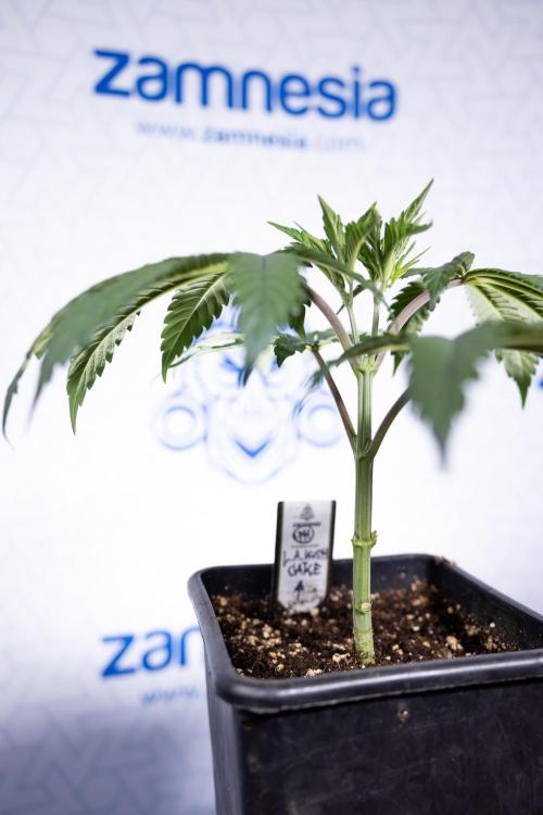 L.A. KUSH Cake #1 - Zamnesia x B&B. Week 3 - LA Kush Cake #1 - Veg - Week 3/4 - Topping / Mainfolding