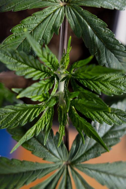 L.A. KUSH Cake #1 - Zamnesia x B&B. Week 3 - LA Kush Cake #1 - Veg - Week 3/4 - Topping / Mainfolding