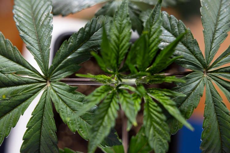 L.A. KUSH Cake #1 - Zamnesia x B&B. Week 3 - LA Kush Cake #1 - Veg - Week 3/4 - Topping / Mainfolding