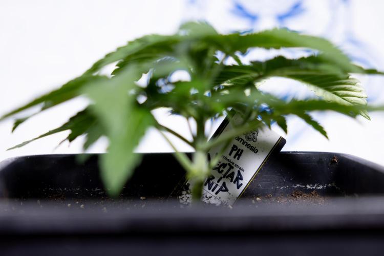 Nectar Drip #4 - Zamnesia x Tical x B&B. Week 3 - Nectar Drip #4 - Veg - Week 3 - No Techniques