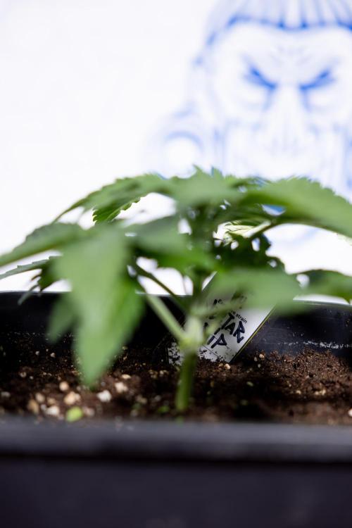 Nectar Drip #4 - Zamnesia x Tical x B&B. Week 3 - Nectar Drip #4 - Veg - Week 3 - No Techniques