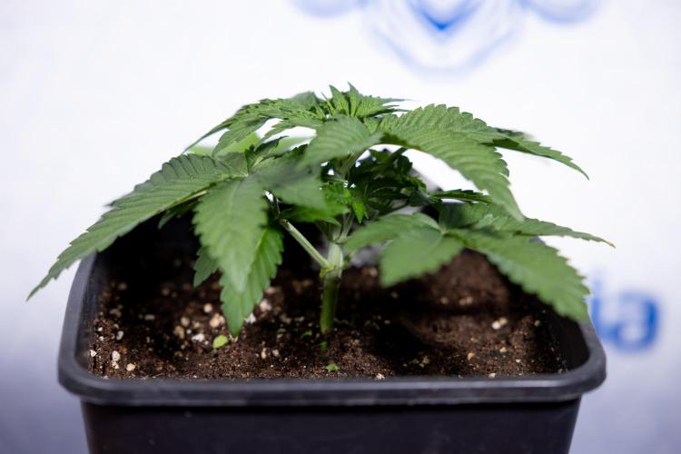 Nectar Drip #4 - Zamnesia x Tical x B&B. Week 3 - Nectar Drip #4 - Veg - Week 3 - No Techniques