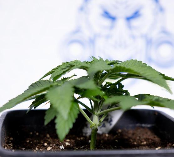 Nectar Drip #4 - Zamnesia x Tical x B&B. Week 3 - Nectar Drip #4 - Veg - Week 3 - No Techniques