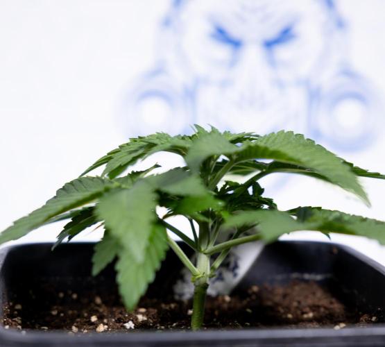 Nectar Drip #4 - Zamnesia x Tical x B&B. Week 3 - Nectar Drip #4 - Veg - Week 3 - No Techniques